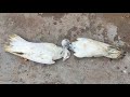 अचानक दो कबूतर मर गए ?