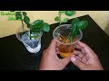 How to grow kaffir lime using water media - Gardening Ideas