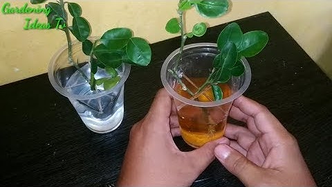 How to grow kaffir lime using water media