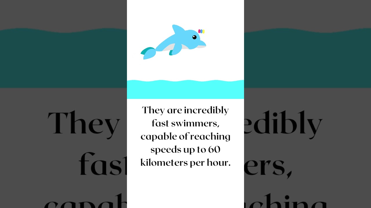 5 Interesting Facts About Dolphins 