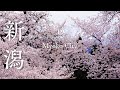 [桜ドローン撮影4K]新潟県妙高市経塚山公園の桜 ｜桜ドローンプロジェクト
