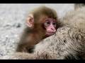 Cute baby monkey not leaving from mom