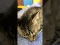 猫2584気づかれずにシカと笑点は通れるか⁉️🐈