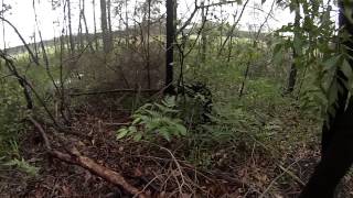 Celebrity Common Tree Snake (Green Tree Snake) Wealth