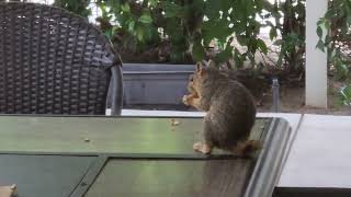 Taquito the Tailless Squirrel in Animal Alley