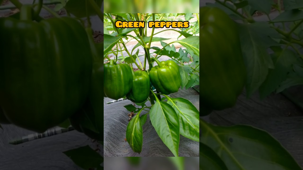 Green Pepper growing | Tips for breeding bell peppers plants 