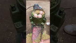 From Grain To Gourmet: The Process Of Transforming Animal Feed Into Optimized Pellets