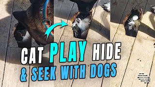 Cat Plays Hide and Seek With Dogs and Hides Inside a Hole in the Deck
