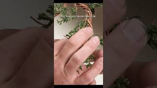 Bonsai pad formation. #shorts #bonsai