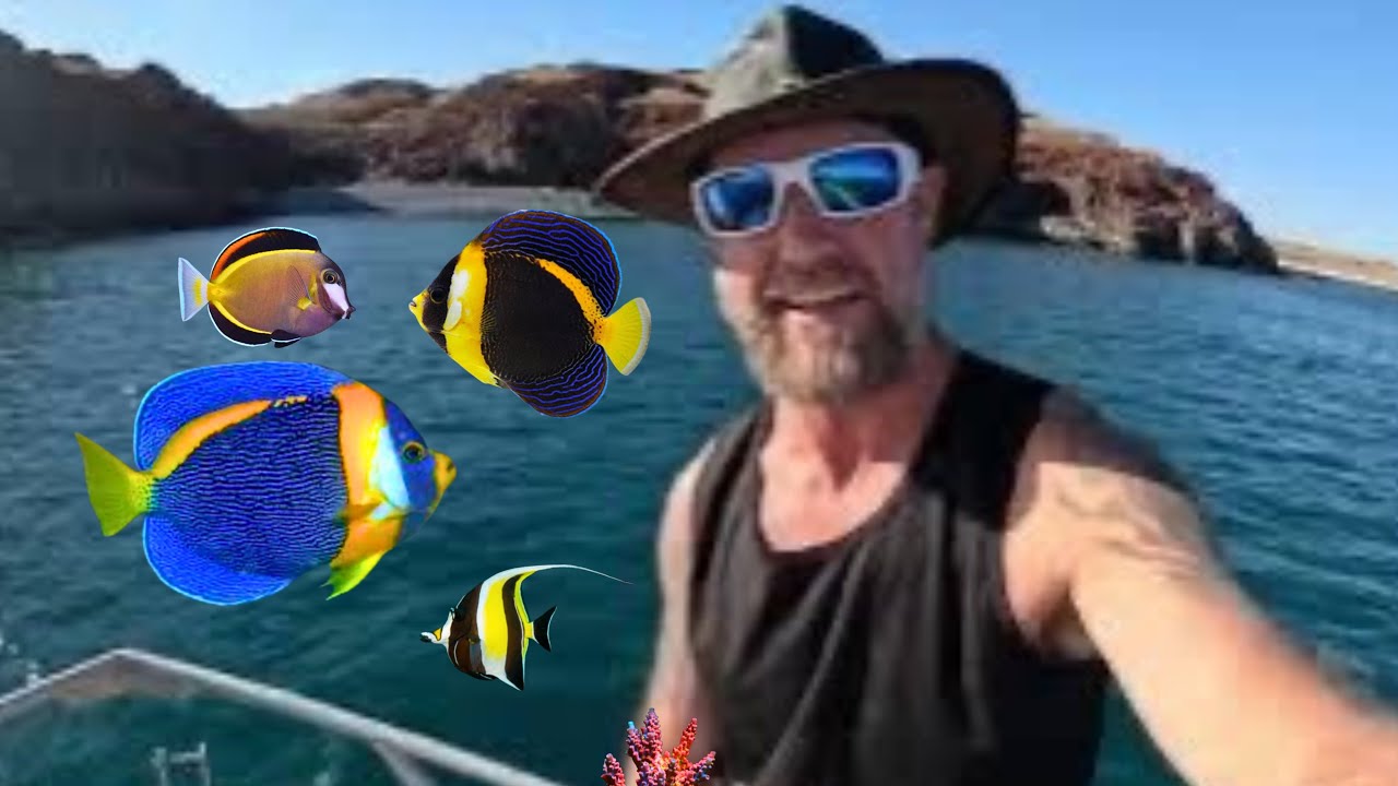 Catching SCRIBBLED ANGELFISH Chaetodontoplus duboulay Ep1 