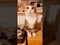 Cat meowing is so adorable