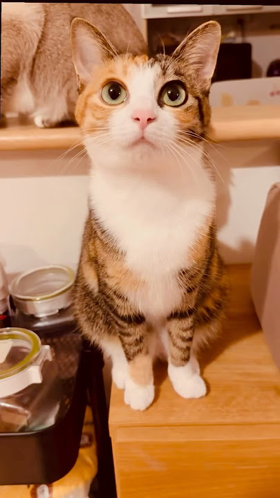 Cat meowing is so adorable