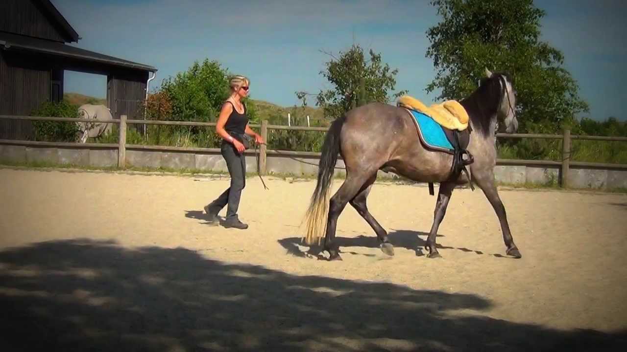 Horse in Harmony Paco training part 8 YouTube