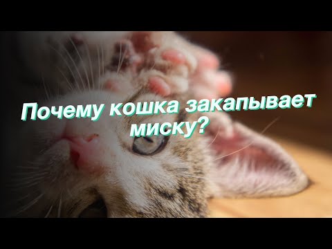 Почему кошка закапывает миску?