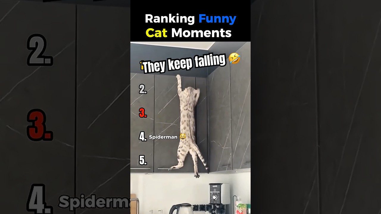 Ranking Cat Fails 😂 | Funniest Cat Fails