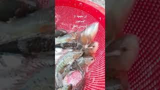 সুবহানাল্লাহ আলহামদুলিল্লাহ লা ইলাহা ইল্লাল্লাহ আল্লাহু আকবার #26february #duet #সব #আম #bixenon