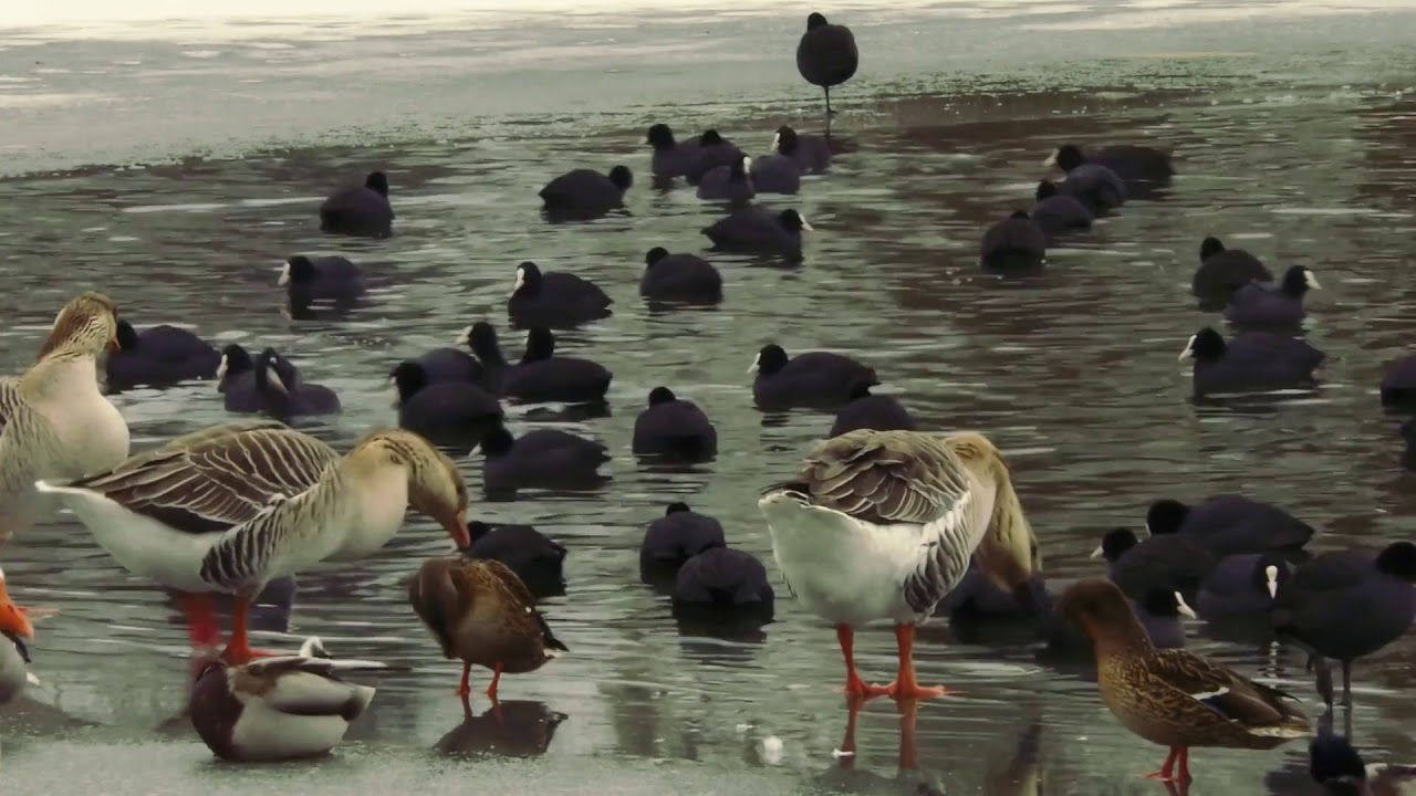 Video Of Avian - Free Stock Creative Commons Video