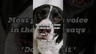 Funtime😂 with my Great Dane Gozer#funnymeme #greatdanetv #greatdanelove