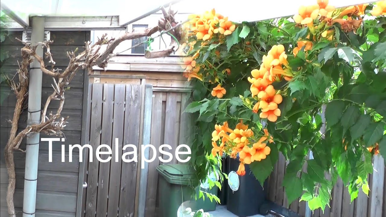 Time lapse - Trompetklimmer Trumpet Vine (Campsis)