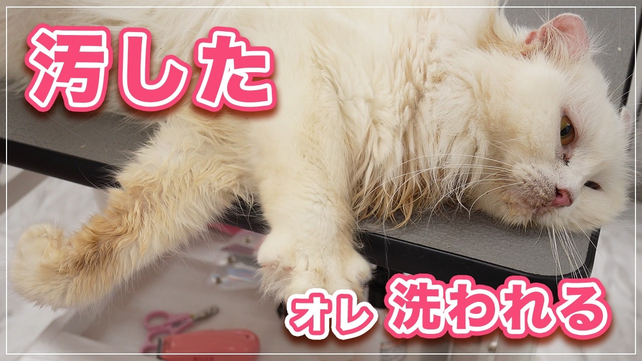 【キャベツちゃん】白猫なのになんでこんなに汚すの！【アメリカンカール】