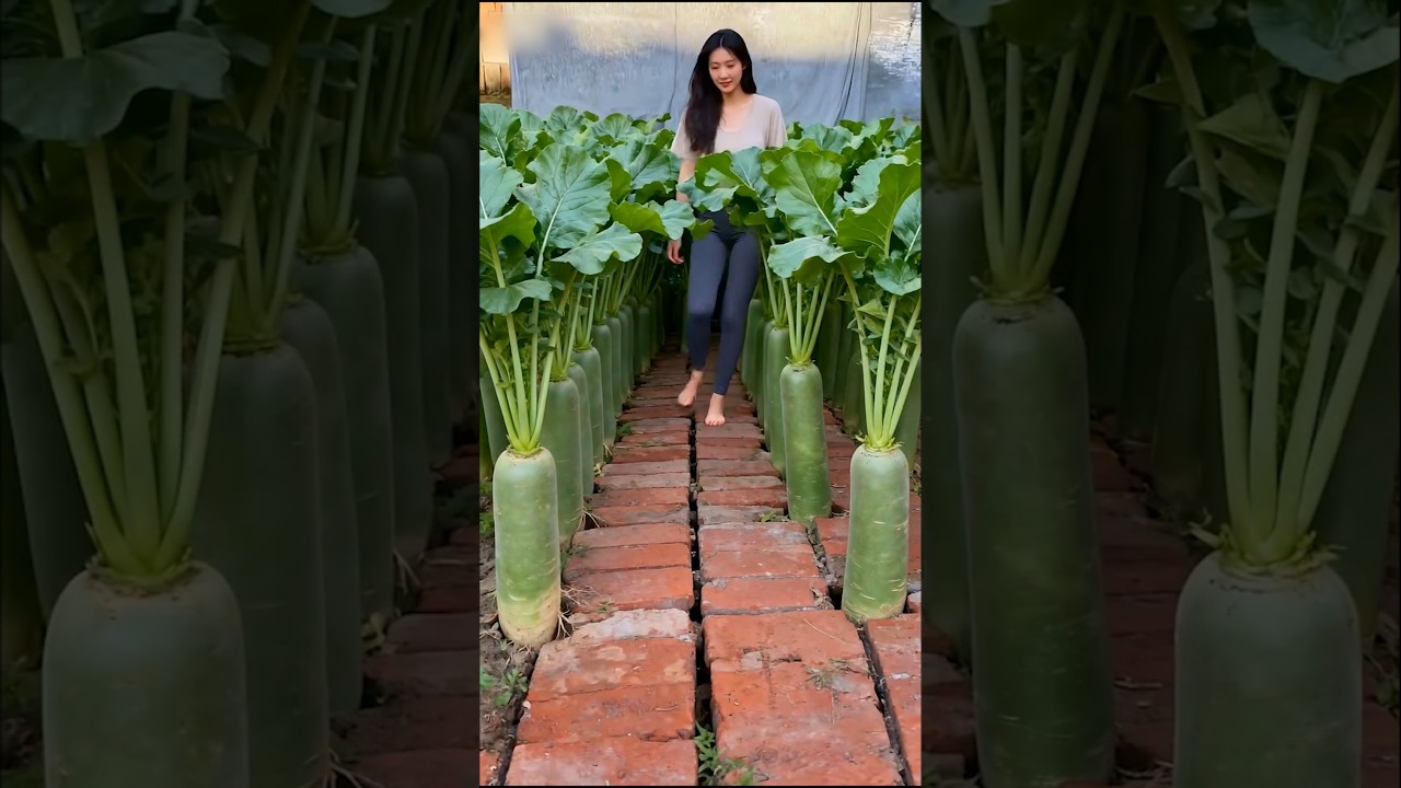 চীনের মানুষ ইটের উপর চাষাবাদ করে | House Farming | China Farming Video 