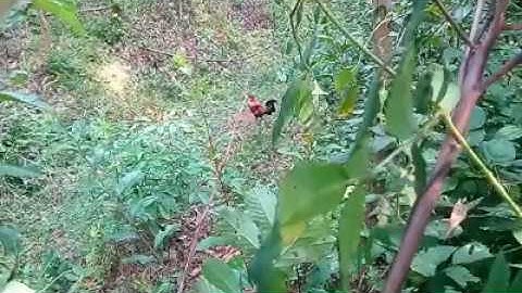 Bẫy gà rừng 19/2/2020 gà mồi tiếp tục lập công bổi quá sung