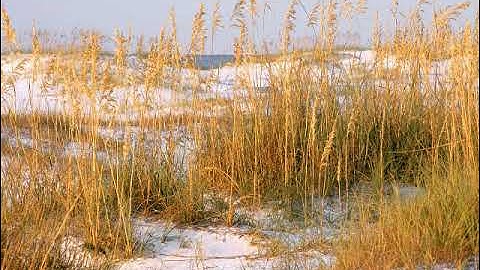 سورة الجن بصوت القارئ عبادة محمود الطيب