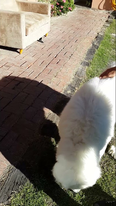 台湾南投清境白熊屋友善的大白熊 Friendly Big White Bear in Villa Relax, Qingjing , Nantou, Taiwan