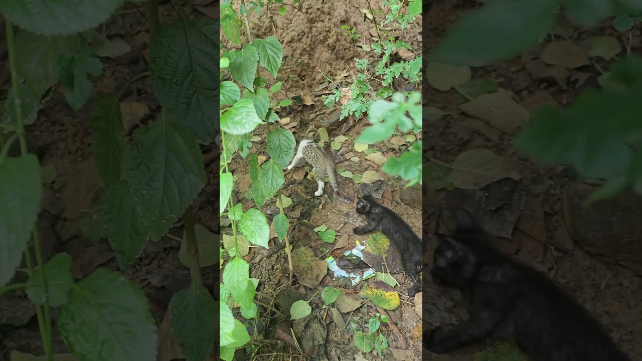 Kittens exploring jungle