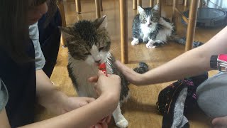 ベランダで気持ち良くシャンプーしてもらう猫が大暴れ