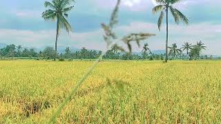 картинка: Аллаһу Әкбар, мен саған барлық мақтаулар мен шүкірлерді айтамын