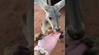 Let’s do nightly animal checks! #fyp #fy #animal #animals