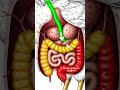 hen dygestim system full explanation