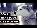 List Of Dogs That Look Like Wolves | Dog Breeds
