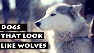 List Of Dogs That Look Like Wolves | Dog Breeds by Stylinggo 218,477 views 6 years ago 6 minutes, 55 seconds