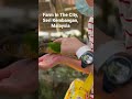 Feeding and Petting Bird #farminthecity #pettingfarm #pettingzoo #feedingbird #pettingbird