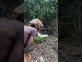 "Africa's Tarzan Is in Big Trouble!"#shortvideo #shortvideo #shorts