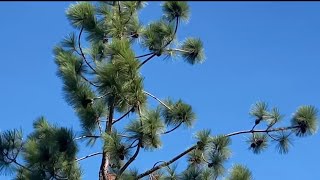 Gusty Santa Ana winds sweep across East County | NBC 7 San Diego