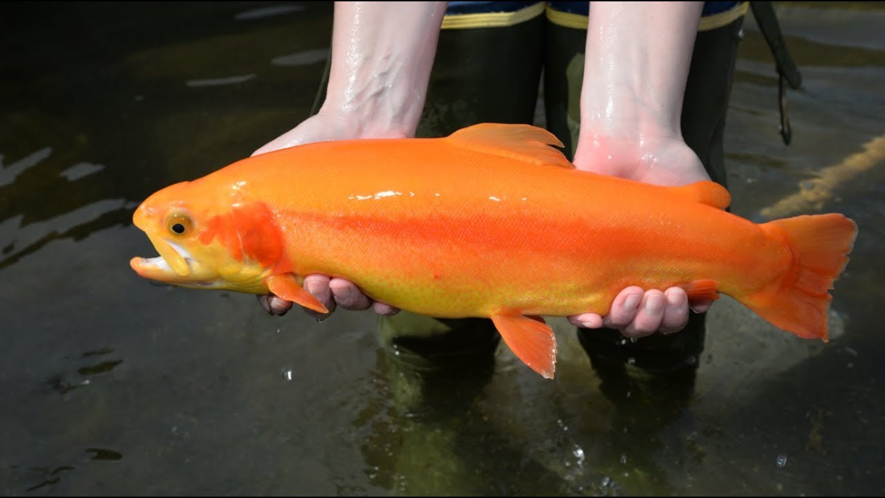 Golden Rainbow Trout Spawning (B-roll) - YouTube