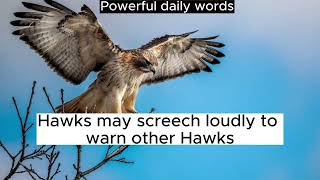 Unveiling the Mystery: Why Hawks Scream and Screech