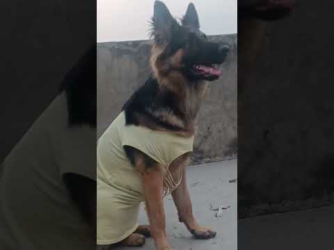 Tohar Aankh Nila Tu Sila Ho Kya Snooby Dog 