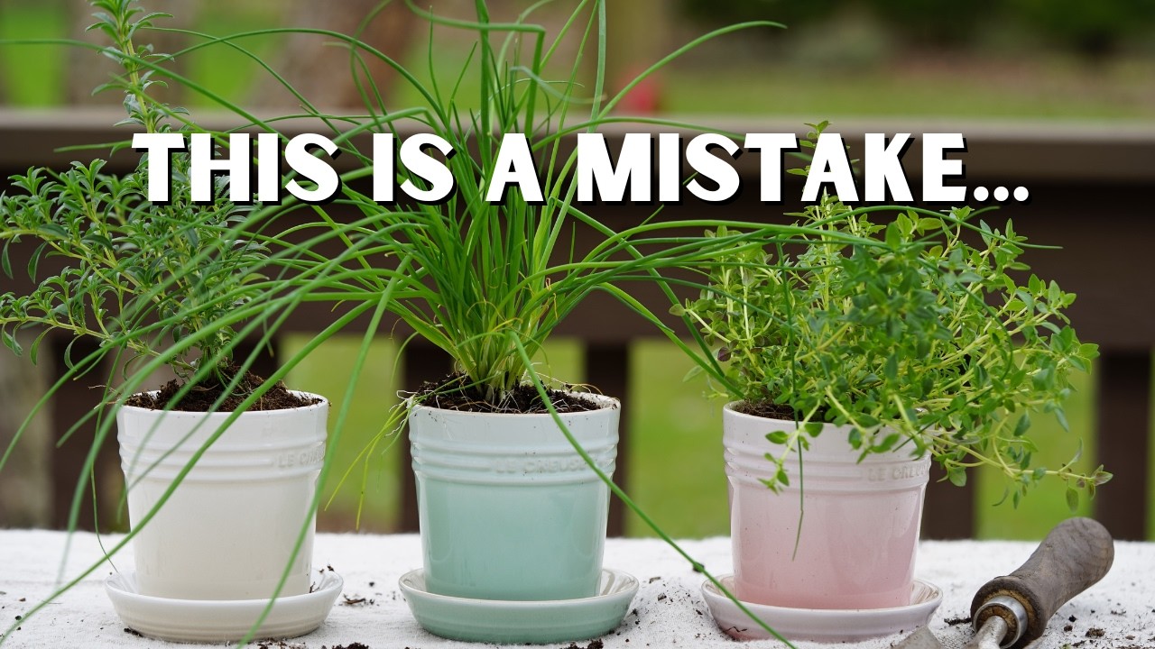 20 Container Gardening Mistakes That Nobody Talks About
