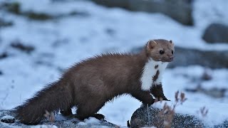 ОХОТА НА КУНИЦУ С КАПКАНАМИ КП-120. УСТАНОВКА В ЯЩИК. ОХОТА НА КУНИЦУ С КАПКАНАМИ КП-120. УСТАНОВКА В ЯЩИК.