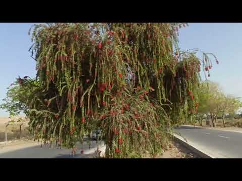 فيديو: شجيرات الفراشة لحدائق المنطقة 4: نصائح حول زراعة شجيرة الفراشة الباردة