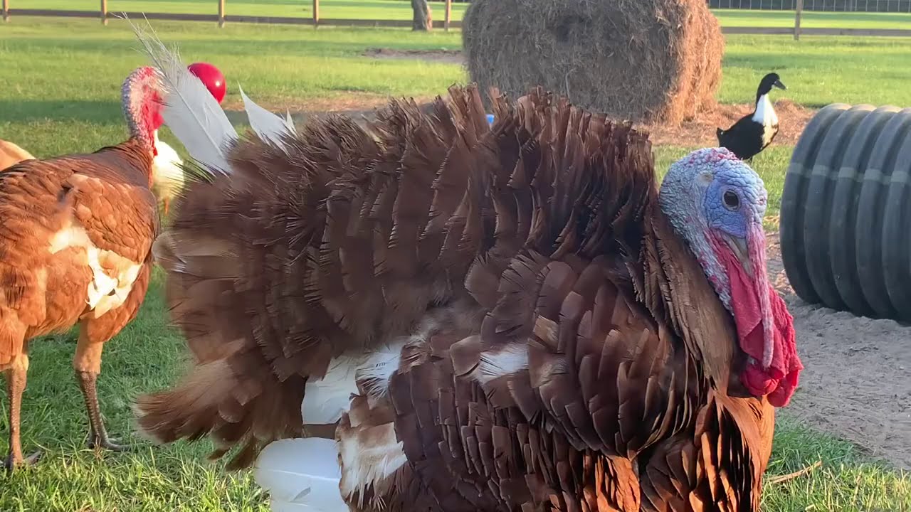 Cornholio keeps getting picked on, literally! YouTube