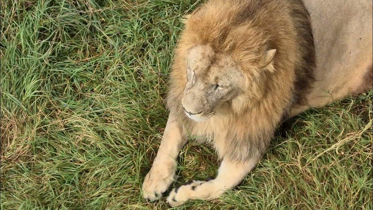 тайган монгольский. лев из овражков. степа тайган видео. виталий хомутов. львица тайган.