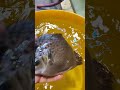 Скатофагусы аргус и селенотока (Scatophagus argus & Selenotoca multifasciata)