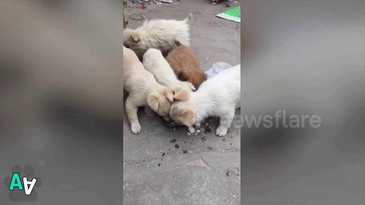 camera iphone 8 plus apk Stray Puppy Brings Back some Food to its Mum