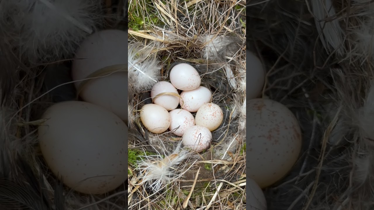 This is how blue tit’s eggs 🥚 look like 
