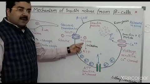 Mechanism of Insulin release from beta cells